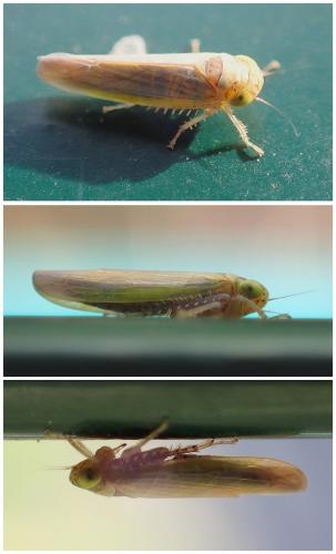 Réf. 244 832 : Grypotellus staurus